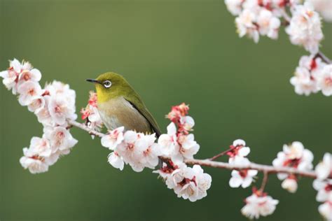 小鳥花